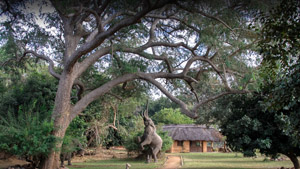 Track & Trail River Camp